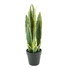 Plant Sansevieria 55cm