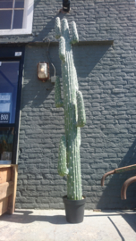 Fake Cactus 255cm