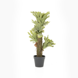 Plant - Hertshoorn stam 100cm
