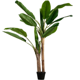 Bananenplant 138cm