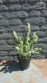 Fake Cactus 33cm