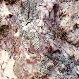 Art print "Stone Plants" incl. lijst