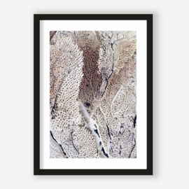 Art print "Curly Soft Coral"