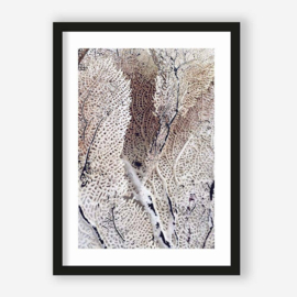 Art print "Curly Soft Coral" incl. lijst