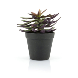 Plant - Succulent vetplant 18cm