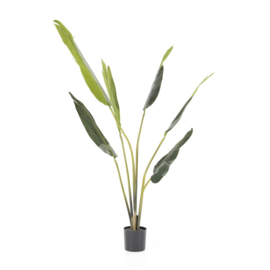 Plant - Palm  122cm