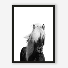 Art print "Wild Horse"
