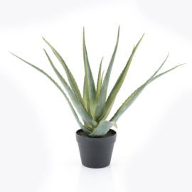 Plant - Aloë Vera 60cm