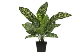 Kunstplant Aglaonema groen 50 cm