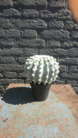 Fake Cactus 25,5cm