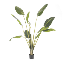 Plant - Palm  173cm
