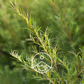 Tea tree olie - Etherische olie Melaleuca Alternifolia, bio. Florihana 5 of 15 gram