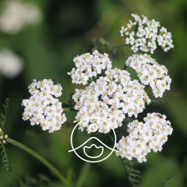 Duizendblad olie - Etherische olie Achillea millefolium, wild. Florihana 2 of 5 gram.