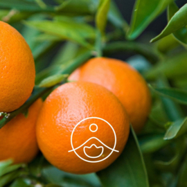 Mandarijn olie rood - Etherische olie Citrus Reticulata, bio. Florihana 5 of 15 gram