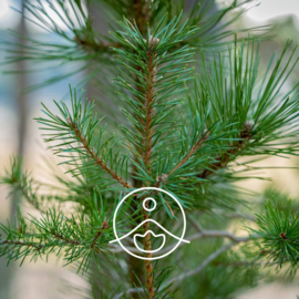 Dennennaald olie - Etherische olie Pinus Sylvestris, bio. Florihana 5 of 15 gram