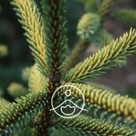 Reuzenspar olie - Etherische olie Abies Grandis, bio. Florihana 5 of 15 gram