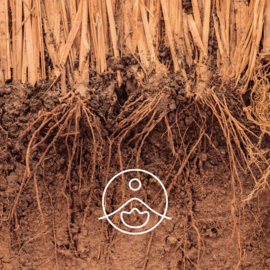 Vetiver olie - Etherische olie Vetiveria Zizanoides, bio. Florihana 5, 15 of 50 gram