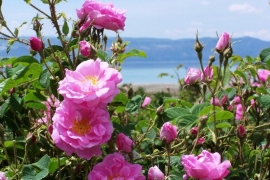 Florihana - Gezichts - Olie - Rose - Rose - Rimpels - Gladheid - Huid - 30 ml.