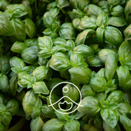 Basilicum olie - Etherische olie Ocimum Basilicum, bio. Florihana 5, 15 of 50 gram
