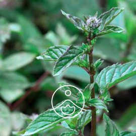 Pepermunt olie - Etherische olie Mentha Piperita, bio. Florihana 5 of 15 gram