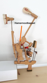 Hamernootkapsel
