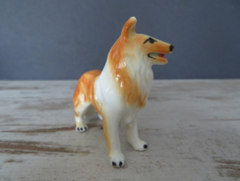 miniatuur Schotse Collie staand