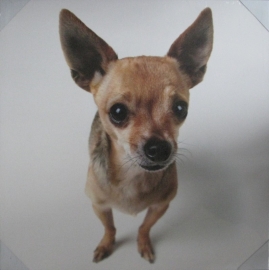 Canvasprint Chihuahua
