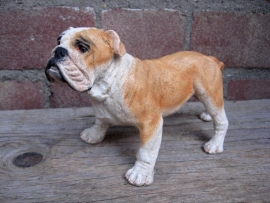 beeldje Engelse Bulldog