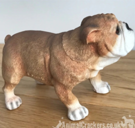 beeldje Engelse Bulldog staand