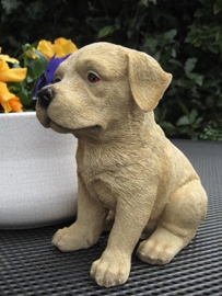 beeldje Labrador blond puppy