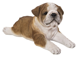 beeld Engelse Bulldog 49 cm