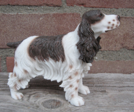 beeldje Engelse Cocker spaniel bruin-wit