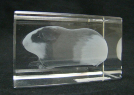 3D laserblokje / glasblokje cavia