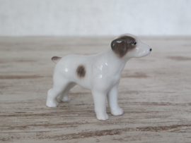 miniatuur Jack Russell staand