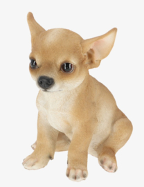 beeldje Chihuahua korthaar pup tan