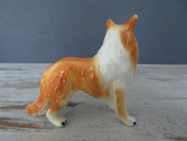 miniatuur Schotse Collie staand