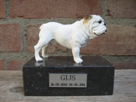 beeldje Engelse Bulldog wit