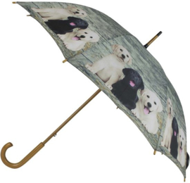 paraplu Labrador puppy's