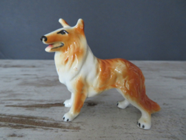 miniatuur Schotse Collie staand