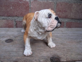 beeldje Engelse Bulldog