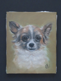 canvas reproductie Chihuahua langhaar