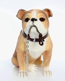 beeldje Engelse Bulldog met riem zittend