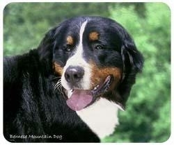 muismat Berner Sennenhond