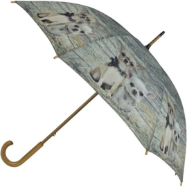 paraplu Chihuahua korthaar