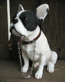 beeldje Franse Bulldog met riem zittend wit