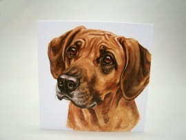 wenskaart Rhodesian Ridgeback