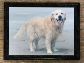 wandplaat Golden Retriever op aluminium