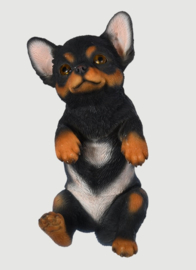 schuttinghanger Chihuahua