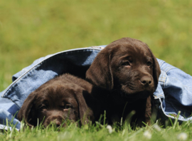 puzzel Labrador pups