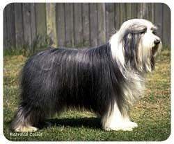 muismat Bearded Collie